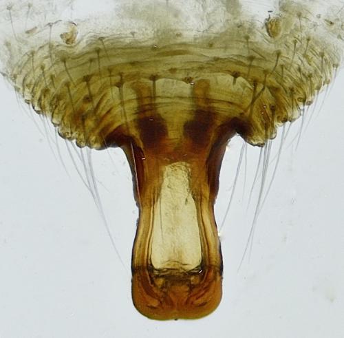 Réf. 272 908 : Drapetisca socialis